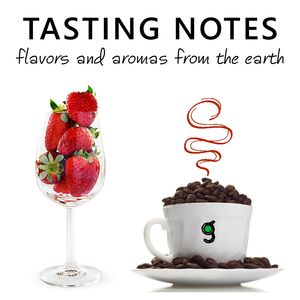 The Difference Between Tasting Notes and Flavored Coffee